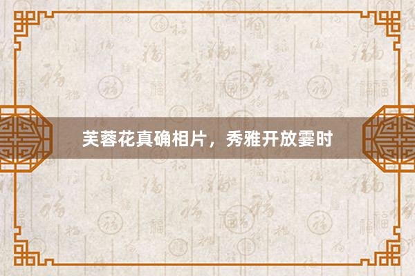 芙蓉花真确相片，秀雅开放霎时