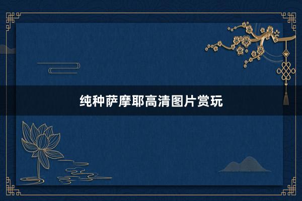 纯种萨摩耶高清图片赏玩